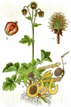 Geum rivale